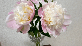 芍薬の花が教えてくれる、心ときめく瞬間♡