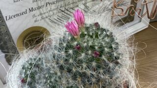 　♡もうすぐ咲きそう、サボテンの花♡